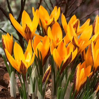 Crocus - Angustifolius - Teinte ensoleillée, ajoute du charme - 10 bulbes