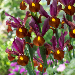 Iris de Hollande - Red Ember - Iris - Variété à la couleur intense et chaleureuse - 10 bulbes