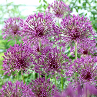 Ail d'ornement - Purple Rain - Allium - Accent unique dans le massif - 3 bulbes