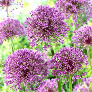 Ail d'ornement - Jackpot - Allium - Accent exceptionnel au jardin