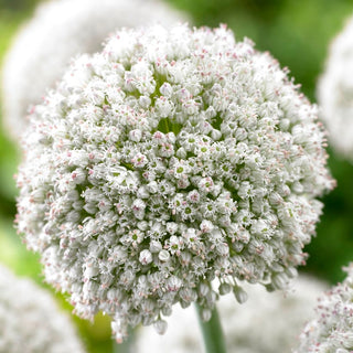 Ail d'ornement - Ping Pong - Allium - Boules duveteuses et délicates - 5 bulbes