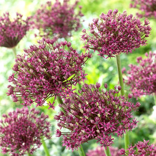 Ail d'ornement - Magic - Allium - Fleurs violettes en forme de sphère