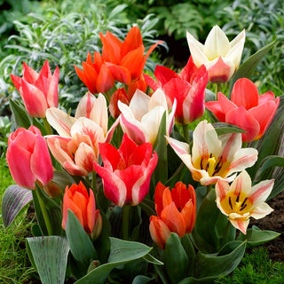 Tulipe greigii - Greigii Mix - Mélange - Tulipa - Mosaïque printanière colorée - 5 bulbes