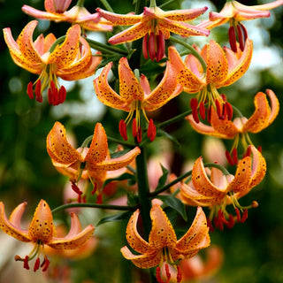 Lys martagon - orange - Lilium - Fleur élancée au charme exotique