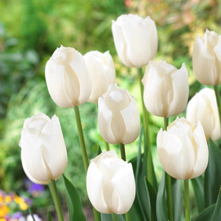 Tulipe - blanc - Tulipa - Accent élégant, fleur spectaculaire - 5 bulbes