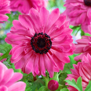 Anémone double - Admiral - Décoration éclatante des massifs et du jardin - 8 bulbes
