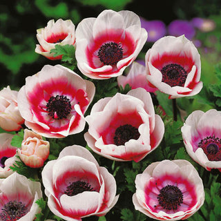 Anémone - De Caen - Bicolore - Fleurs pittoresques et bicolores - 8 bulbes