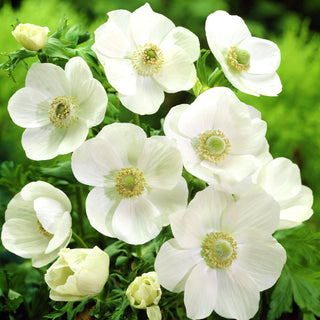 Anémone - Bride - Touffes délicates, fleurs d’un blanc neigeux - 8 bulbes