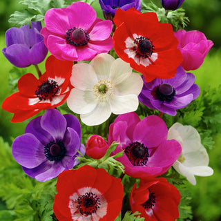 Anémone - Mix - Mélange de couleurs - Couleurs joyeuses dans chaque massif - 8 bulbes