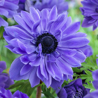 Anémone double - Lord Lieutenant - Fleurs doubles, floraison abondante - 8 bulbes