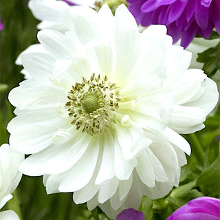 Anémone double - Mount Everest - Élégante décoration, fleur fiable - 8 bulbes